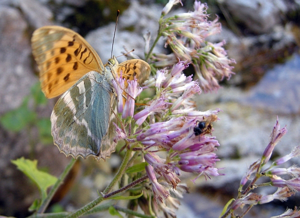 Argynnis pandora? - No, Argynnis paphia